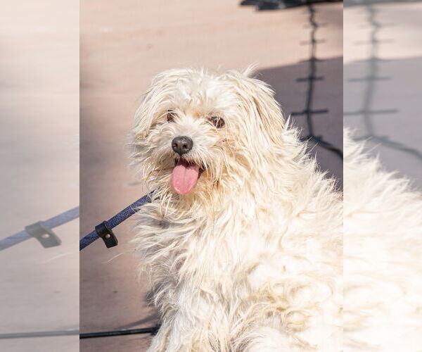 Medium Photo #2 Mutt Puppy For Sale in Lake Forest, CA, USA