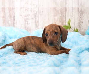 Dachshund Puppy for sale in SHILOH, OH, USA