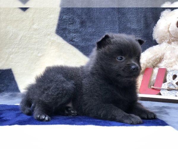 Medium Photo #8 Pomeranian Puppy For Sale in CLAY, PA, USA