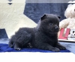 Small Photo #8 Pomeranian Puppy For Sale in CLAY, PA, USA