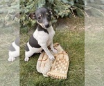 Small #1 Rat Terrier