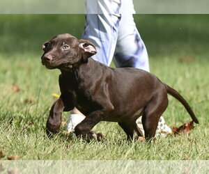 Friska - Female Chocolate Labrador retriever-Pointer Mix Dog for Adoption - Photo #9