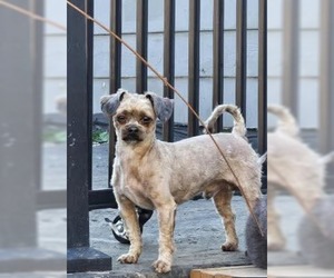 Shih Tzu Dogs for adoption in Sioux Falls, SD, USA