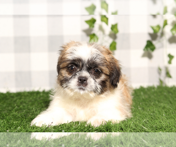 Medium Photo #2 Shih Tzu Puppy For Sale in MARIETTA, GA, USA