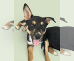 Small #1 Mutt