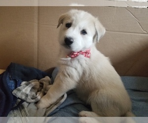Great Pyrenees-Huskies  Mix Puppy for sale in KUNA, ID, USA