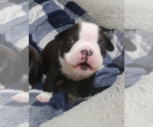 Boston Terrier Puppy for sale in GEORGETOWN, KY, USA