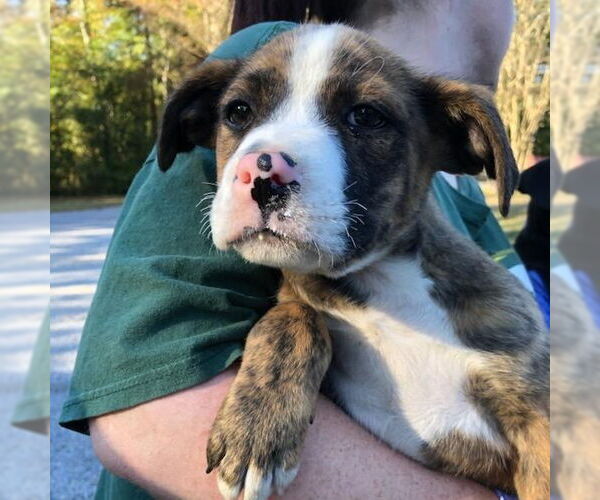 Medium Photo #1 Mutt Puppy For Sale in Yardley, PA, USA