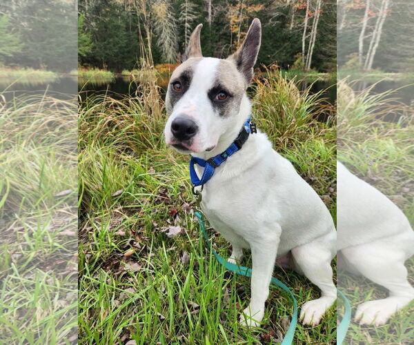 Medium Photo #2 Akita-Unknown Mix Puppy For Sale in Alexander, AR, USA