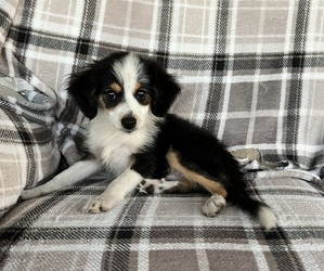 Australian Shepherd Litter for sale in HOLIDAY, FL, USA