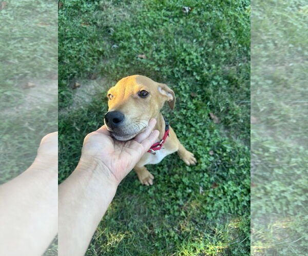 Medium Photo #14 Unknown-Vizsla Mix Puppy For Sale in Spotsylvania, VA, USA