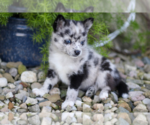Pomsky Litter for sale in GOSHEN, IN, USA
