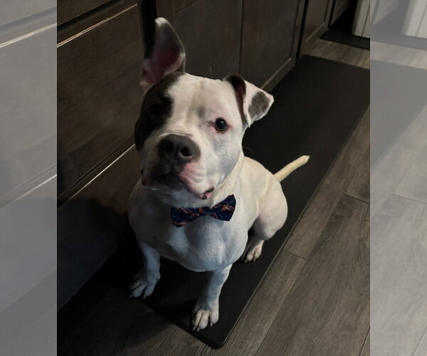 Medium Photo #7 Mutt Puppy For Sale in Crete, IL, USA