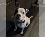Small #6 Mutt