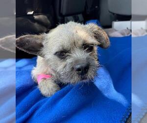 Mutt Dogs for adoption in Ogden, UT, USA