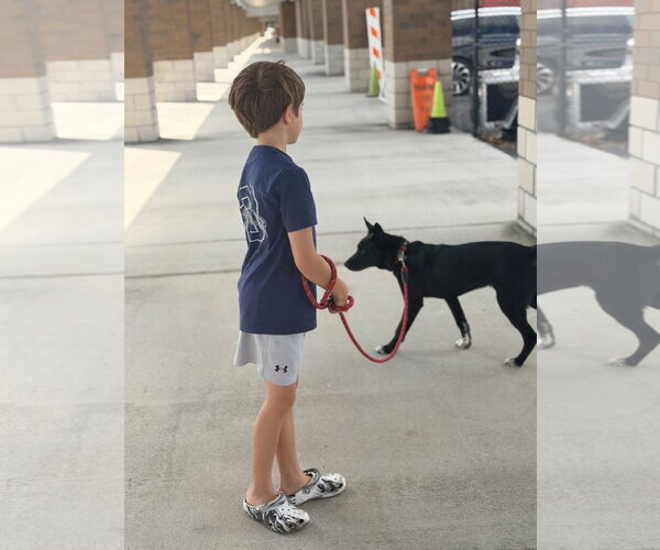 Medium Photo #2 Siberian Husky-Unknown Mix Puppy For Sale in Sanford, FL, USA