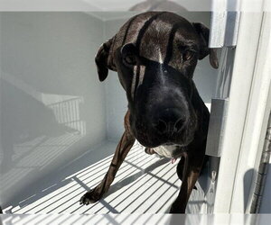 Labrador Retriever-Unknown Mix Dogs for adoption in Houston, TX, USA