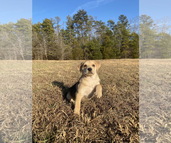 Medium Photo #31 Retriever -Unknown Mix Puppy For Sale in Holly Springs, NC, USA