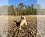 Small Photo #31 Retriever -Unknown Mix Puppy For Sale in Holly Springs, NC, USA