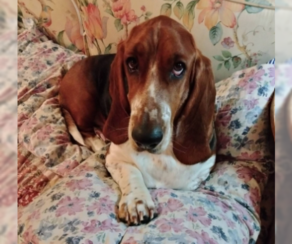 Medium Photo #2 Basset Hound Puppy For Sale in Denton, TX, USA