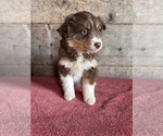 Small #18 Australian Shepherd