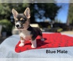 Puppy Blue Male Pembroke Welsh Corgi