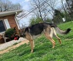 Small Photo #1 German Shepherd Dog Puppy For Sale in CORINTH, KY, USA