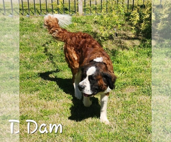 Medium Photo #1 Saint Bernard Puppy For Sale in TURLOCK, CA, USA
