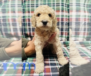 Irish Doodle-Poodle (Standard) Mix Puppy for Sale in RUPERT, Idaho USA