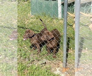 Labrador Retriever Puppy for sale in MOUNT AIRY, NC, USA