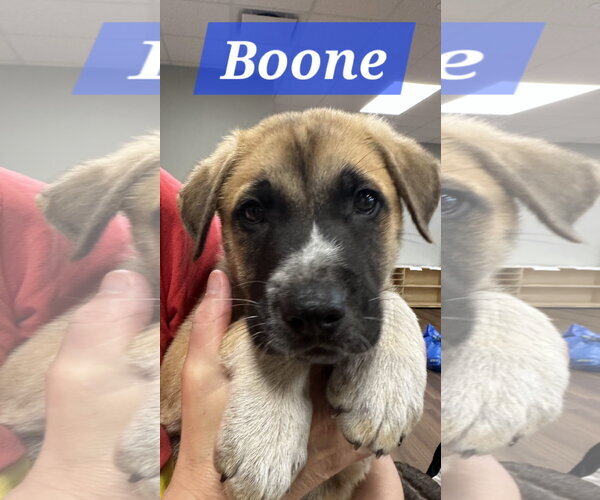 Medium Photo #1 Labrador Retriever-Unknown Mix Puppy For Sale in The Woodlands, TX, USA
