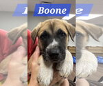 Small Labrador Retriever Mix