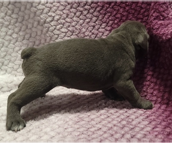 Medium Photo #7 Olde English Bulldogge Puppy For Sale in ATHOL, ID, USA