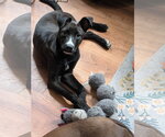 Small #4 Mutt