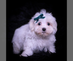 Small #2 Maltese
