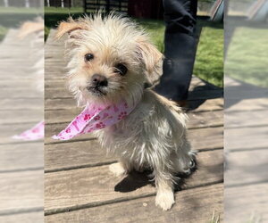 Shih Tzu-Unknown Mix Dogs for adoption in Warrenton, VA, USA