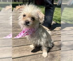 Small Shih Tzu Mix