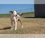 Small #1 Mutt