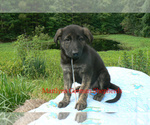 Small Photo #5 German Shepherd Dog Puppy For Sale in PIEDMONT, MO, USA