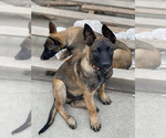 Small Photo #26 Belgian Malinois Puppy For Sale in ONTARIO, CA, USA