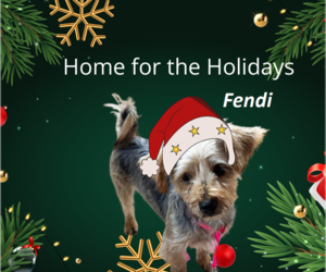 Mutt Dogs for adoption in Rootstown, OH, USA