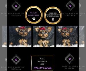 Yorkshire Terrier Puppy for sale in WARSAW, IN, USA