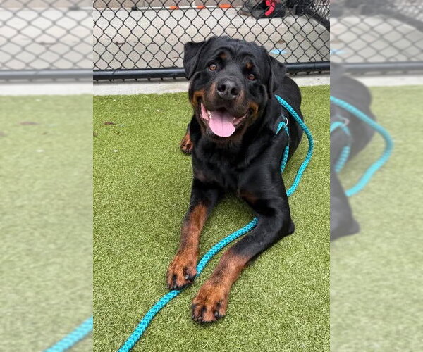 Medium Photo #3 Rottweiler Puppy For Sale in Hillsboro, NH, USA