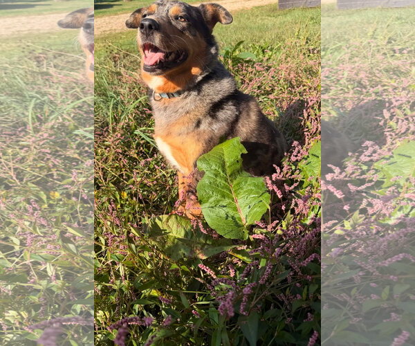 Medium Photo #2 Australian Shepherd-Unknown Mix Puppy For Sale in Germantown, OH, USA