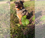 Small Photo #2 Australian Shepherd-Unknown Mix Puppy For Sale in Germantown, OH, USA