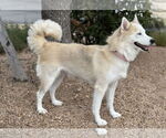 Small #2 Huskies  Mix