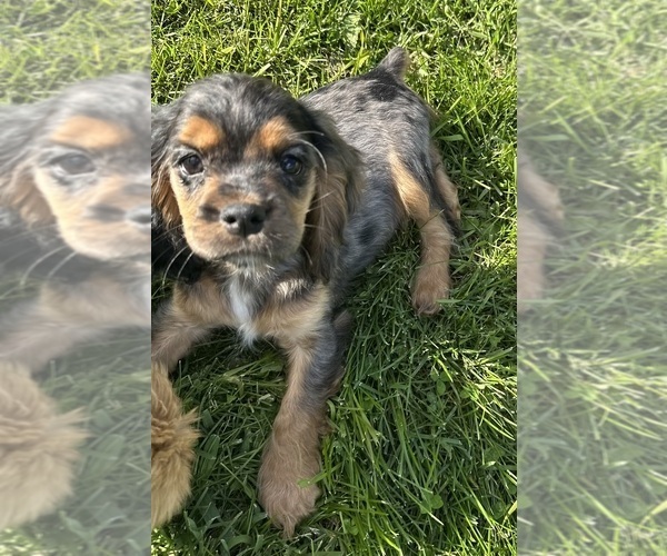 Medium Photo #6 Cocker Spaniel Puppy For Sale in ATHENS, WI, USA