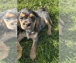 Small #5 Cocker Spaniel