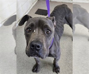 Mutt Dogs for adoption in San Bernardino, CA, USA