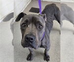 YESENIA - Female Mutt Dog for Adoption - Small photo